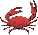 crabes-03.gif