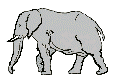elephants-48.gif