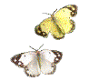 papillons-42.gif