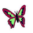 papillons-76.gif