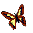 papillons-78.gif