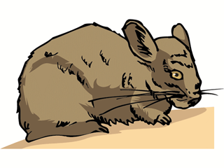 chinchilla2.gif