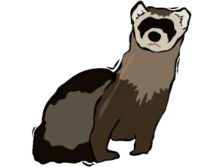 ferret.gif