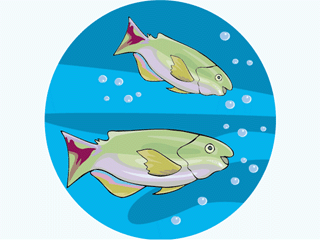 fish32.gif