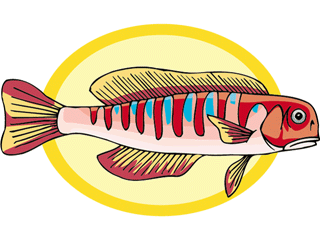 fish85.gif