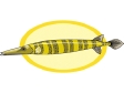 fish81.gif