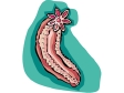 seaanimal4.gif