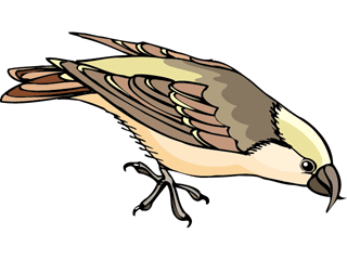 bird73.gif