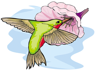 colibri2.gif