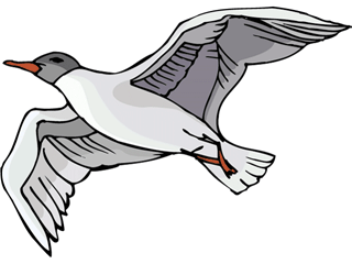 gull2.gif