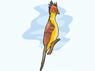 hoatzin.gif