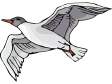 gull2.gif