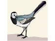 whitewagtail.gif