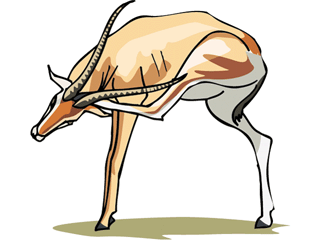 gazelle.gif