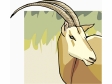 addax.gif