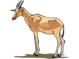 hartebeest.gif