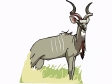 kudu.gif