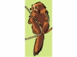 uakari.gif