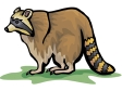 raccoon3.gif