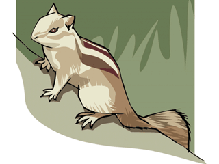 chipmunk.gif