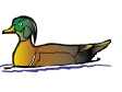 pintail_duck.gif