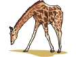 giraffe14.gif