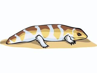 lizard23.gif