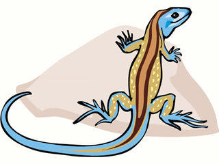 lizard25.gif