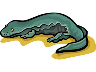 salamander3.gif