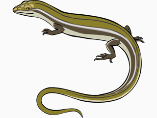 skink2.gif