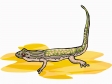 gecko.gif