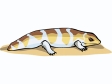 lizard23.gif