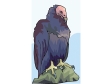 turkeybuzzard.gif