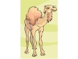 camel2.gif