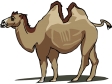camel3.gif