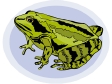 frog14.gif