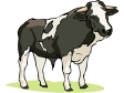 cow2.gif