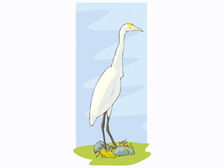 bird57.gif