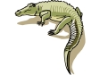 alligator10.gif