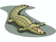 alligator6.gif
