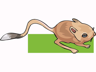 jerboa2.gif