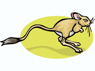 jerboa3.gif