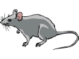 mouse10.gif