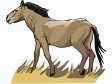 horse15.gif