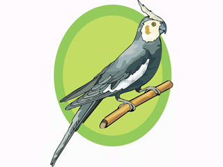 parrot5.gif