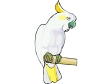 cockatoo.gif