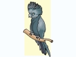 parrot10.gif