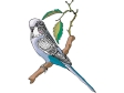 parrot11.gif