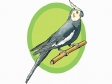 parrot5.gif