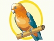 parrot6.gif